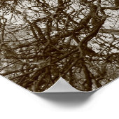 Winterbäume im Frühjahr - Sepia Poster (Ecke)