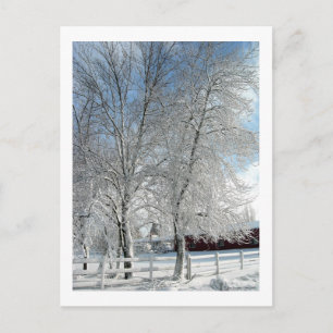 Winterbäume Postkarte