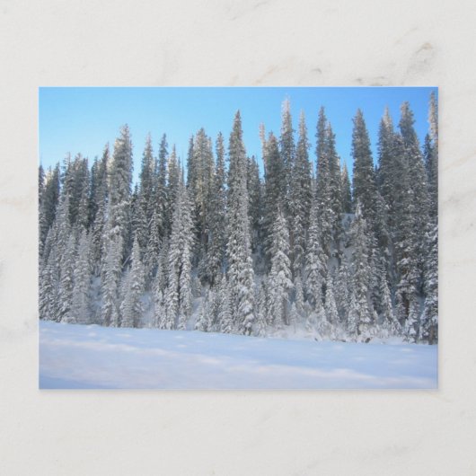 Winterbäume Postkarte (Vorderseite)