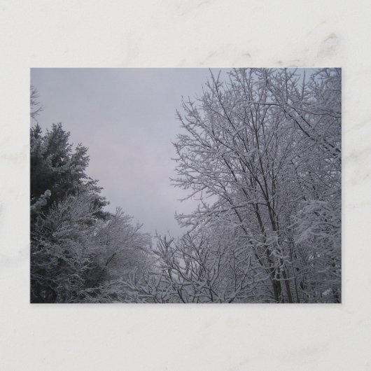Winterbäume Postkarte (Vorderseite)