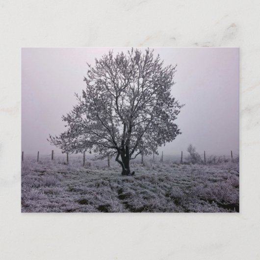 Winterbaumlandschaft Postkarte (Vorderseite)