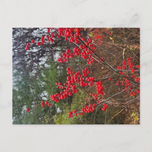 Winterbeere Postkarte (Vorderseite)