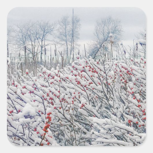 Winterbeere und -kattails quadratischer aufkleber (Vorderseite)