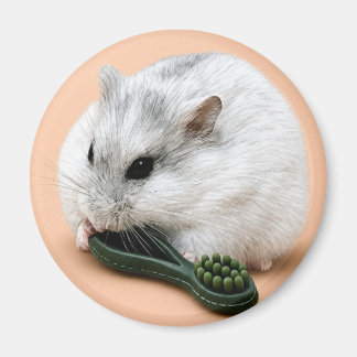 Winterberry der Hamster kaut an einem Kauspielzeug Magnet