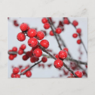 Winterberry Postcard Postkarte