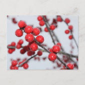 Winterberry Postcard Postkarte (Vorderseite)