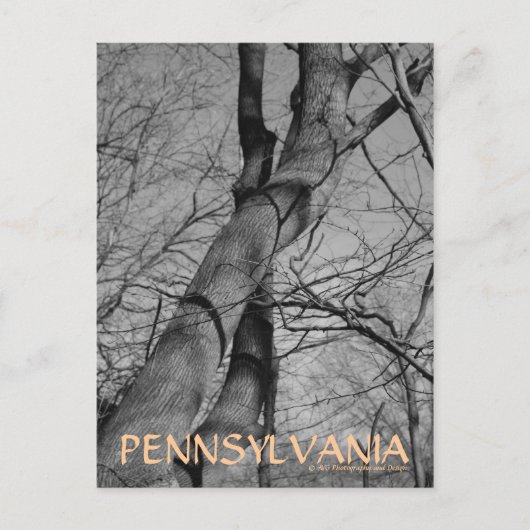 Winterbiss auf Bäumen Bark Pennsylvania Postcard Postkarte (Vorderseite)