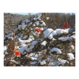 "Winterblüten" Fotodruck