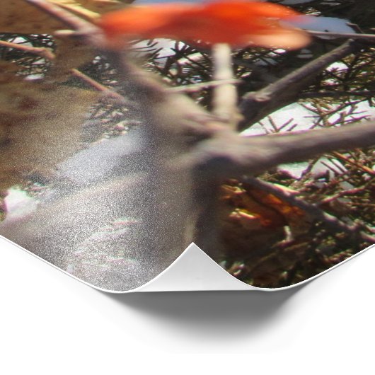 "Winterblüten" Fotodruck (Ecke)