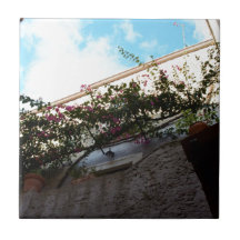 Winterblüten in Scalea