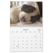 Winterborn Spinone ~ verbesserte ~ Kalender (Jan 2027)
