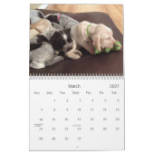 Winterborn Spinone ~ verbesserte ~ Kalender (Mär 2027)