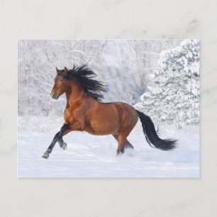 Winterbucht Postkarte