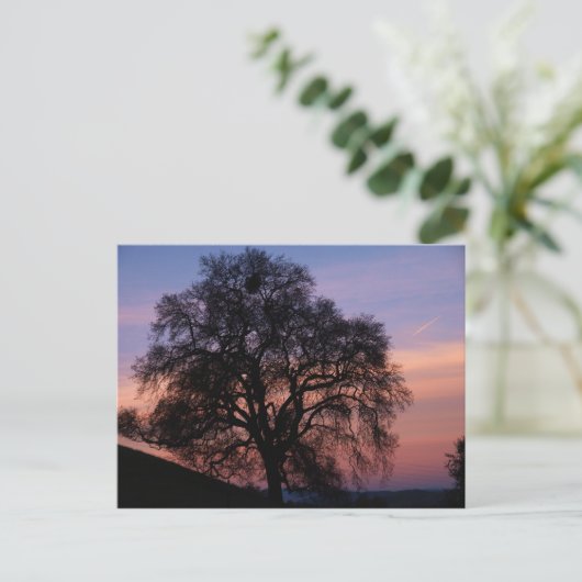 Wintereiche bei Sonnenuntergang Postkarte (Stehend Vorderseite)