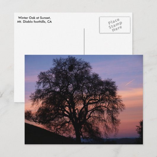 Wintereiche bei Sonnenuntergang Postkarte (Vorne/Hinten)