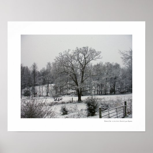 Wintereiche Poster (Vorne)