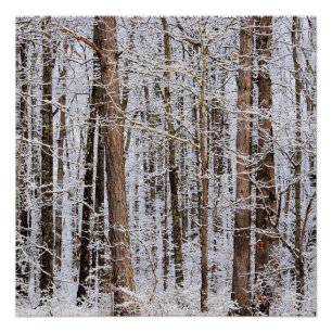 Wintereissturm im Wald Poster