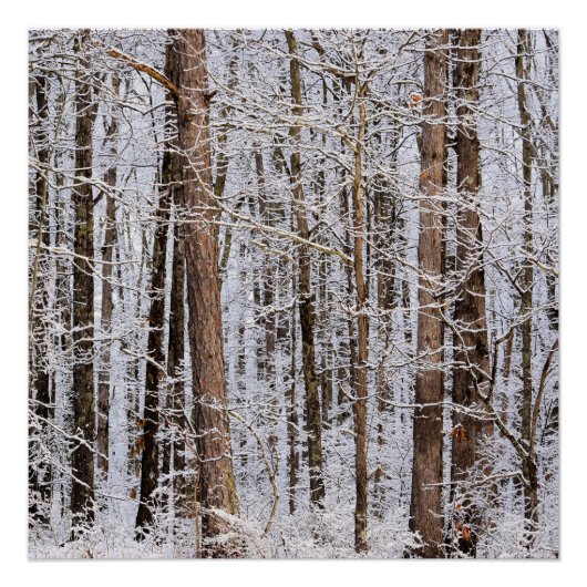 Wintereissturm im Wald Poster (Vorderseite)