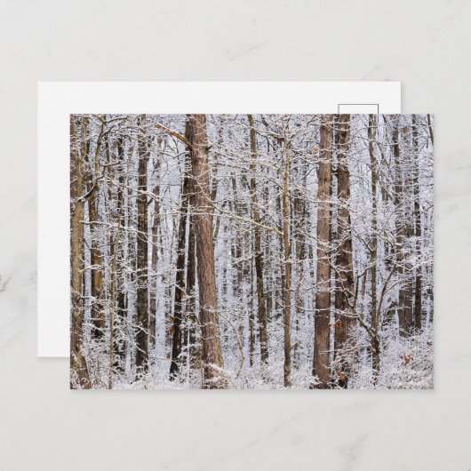 Wintereissturm im Wald Postkarte (Vorne/Hinten)