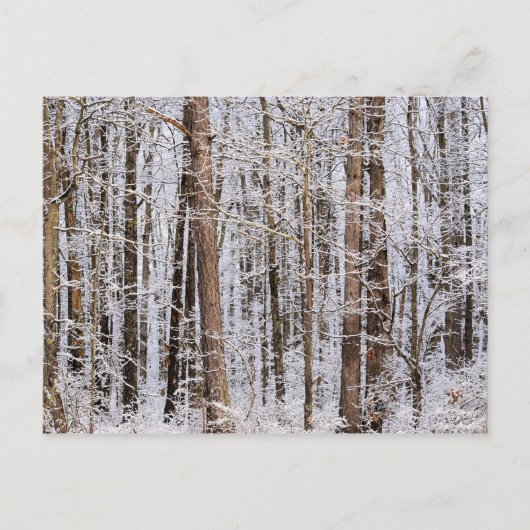 Wintereissturm im Wald Postkarte (Vorderseite)