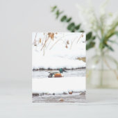 Winterente Postkarte (Stehend Vorderseite)
