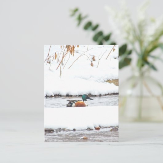 Winterente Postkarte (Stehend Vorderseite)