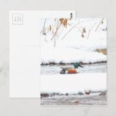 Winterente Postkarte (Vorne/Hinten)