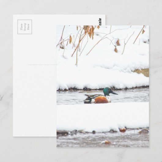 Winterente Postkarte (Vorne/Hinten)