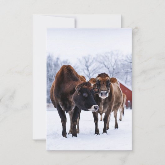 Winterfarm zwei braune Kuh im Schneefall grüßen Karte (Vorderseite)