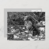 Winterferd-Waldkatze Postkarte (Vorne/Hinten)