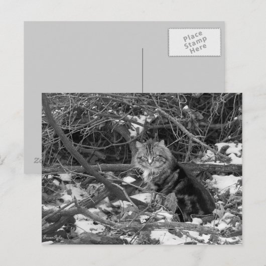 Winterferd-Waldkatze Postkarte (Vorne/Hinten)