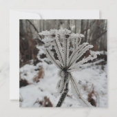Winterfrost auf Pflanze im Wald Feiertagskarte (Vorderseite)
