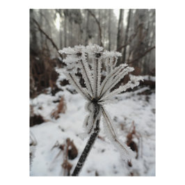 Winterfrost auf Pflanze im Wald Fotodruck