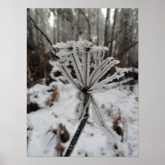 Winterfrost auf Pflanze im Wald Poster (Vorne)