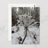 Winterfrost auf Pflanze im Wald Postkarte (Vorne/Hinten)