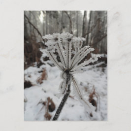 Winterfrost auf Pflanze im Wald Postkarte