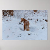 Winterfuchs Poster (Vorne)