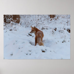 Winterfuchs Poster