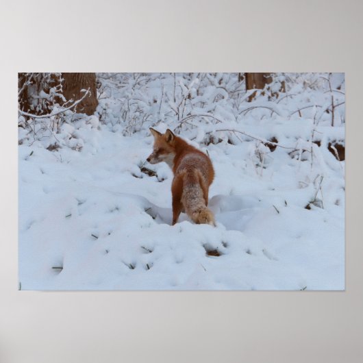 Winterfuchs Poster (Vorne)