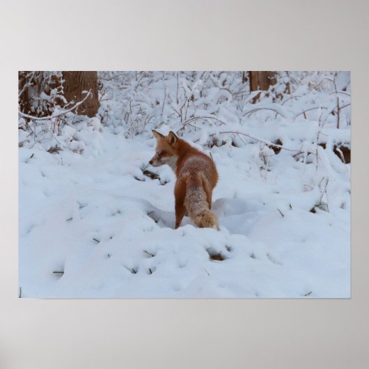 Winterfuchs Poster (Vorne)