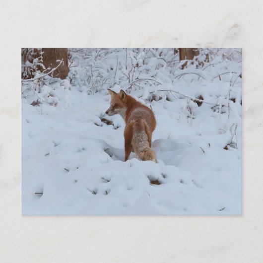 Winterfuchs Postkarte (Vorderseite)