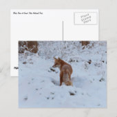Winterfuchs Postkarte (Vorne/Hinten)