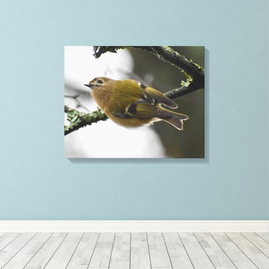 Wintergoldhähnchen leinwanddruck (Insitu (Holzboden))
