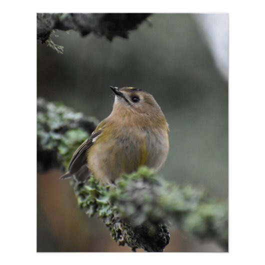 Wintergoldhähnchen poster (Vorderseite)