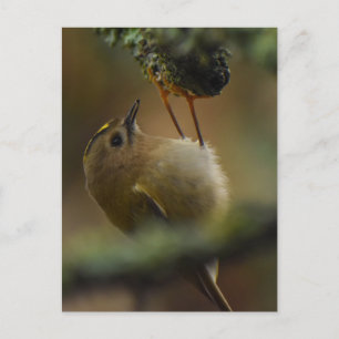Wintergoldhähnchen postkarte