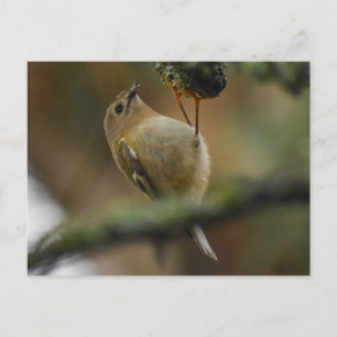 Wintergoldhähnchen postkarte