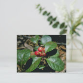 Wintergreen (Gaultheria Procumbens) Blume Postkarte (Stehend Vorderseite)