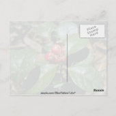 Wintergreen (Gaultheria Procumbens) Blume Postkarte (Rückseite)