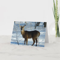 Wintergrusskarte für Weißes Schwanz (Buck)