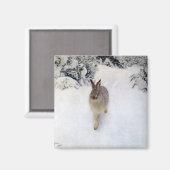 Winterhaar (Kaninchen), Bruno Liljefors Magnet (Vorderseite/Rückseite)